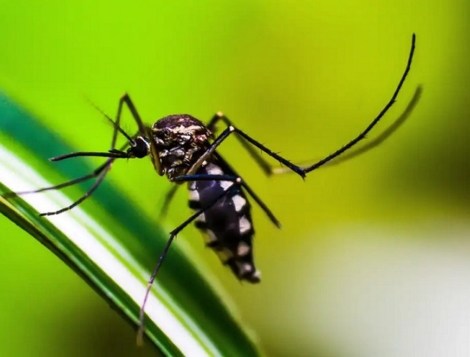 Mesmo com números em queda situação da dengue ainda é preocupante em todo o Brasil