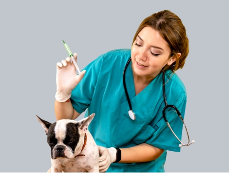 Dibea de Biguaçu promove mutirão de vacinação para cães